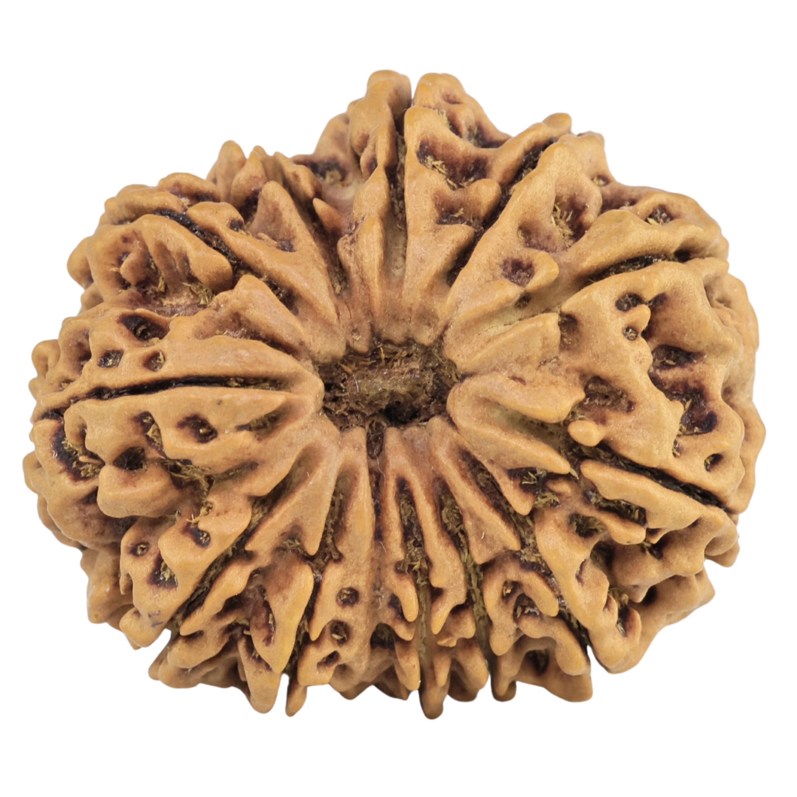 13 Mukhi Rudraksha 31.3mm 6.75gm - Rudraksha