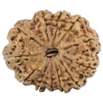 12 Mukhi Rudraksha 29mm 4.29gm - Rudraksha
