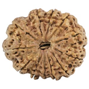 12 Mukhi Rudraksha 29mm 4.29gm - Rudraksha
