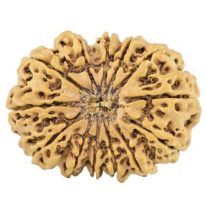 13 Mukhi Rudraksha 31.3mm 5.17gm - Rudraksha
