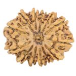 13 Mukhi Rudraksha 32.3mm 7.07gm - Rudraksha