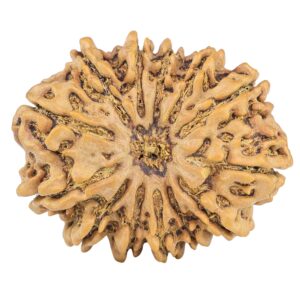 13 Mukhi Rudraksha 32.3mm 7.07gm - Rudraksha