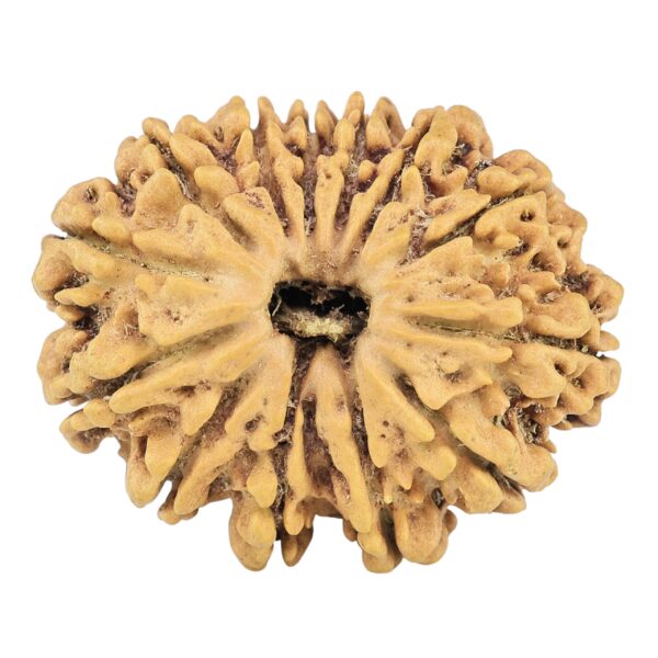 13 Mukhi Rudraksha 29.8mm 4.37gm - Rudraksha