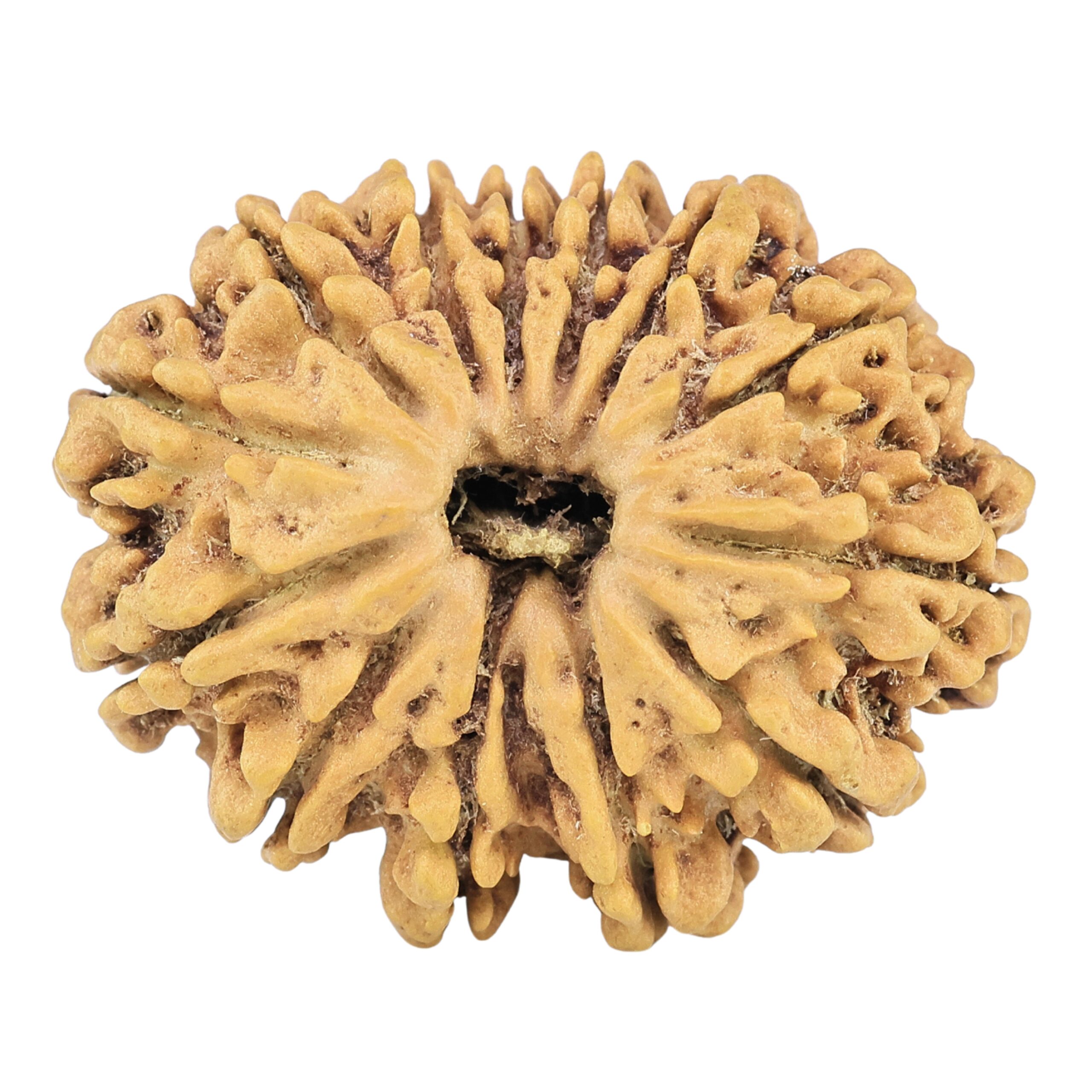 13 Mukhi Rudraksha 29.8mm 4.37gm - Rudraksha