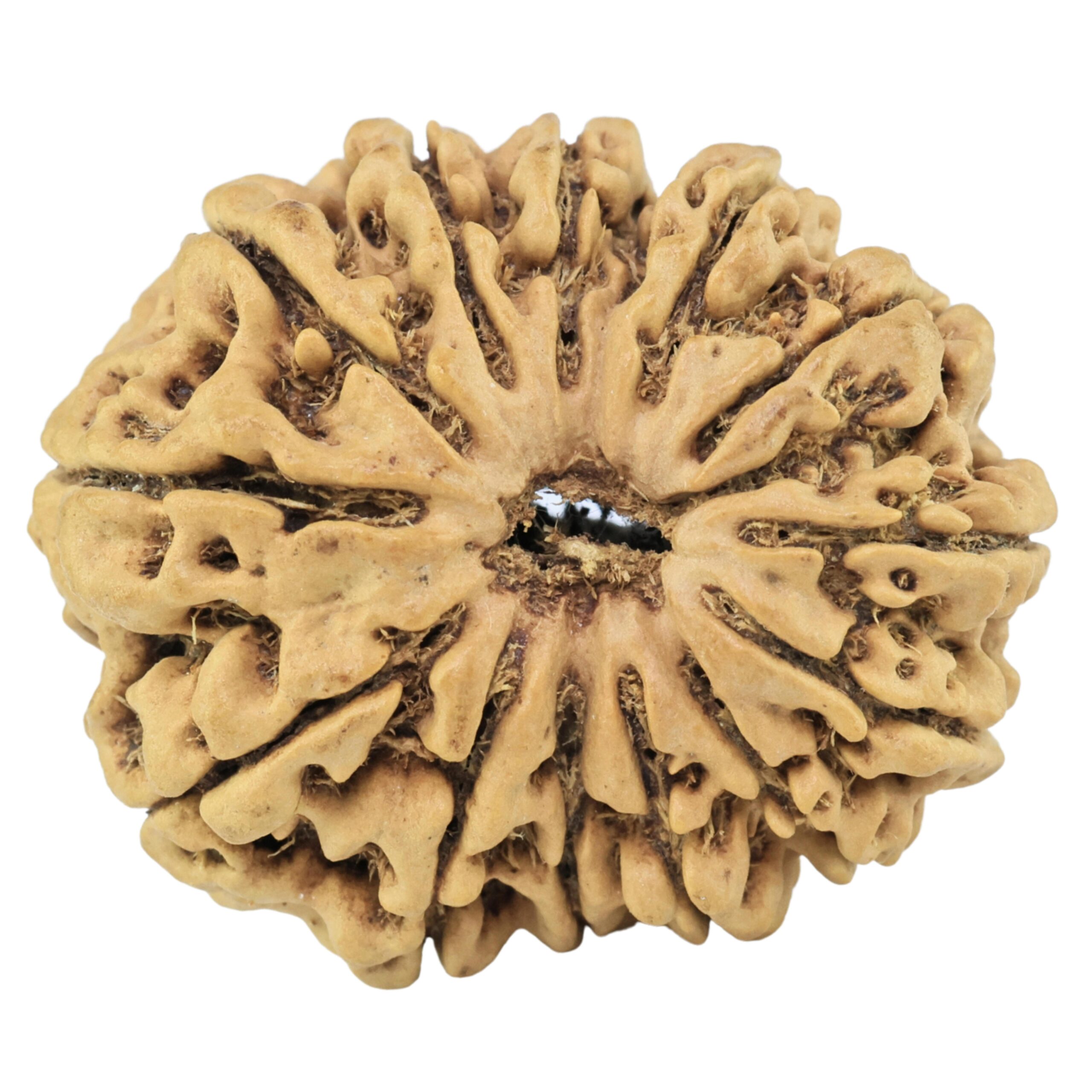 13 Mukhi Rudraksha 29.5mm 4.33gm - Rudraksha