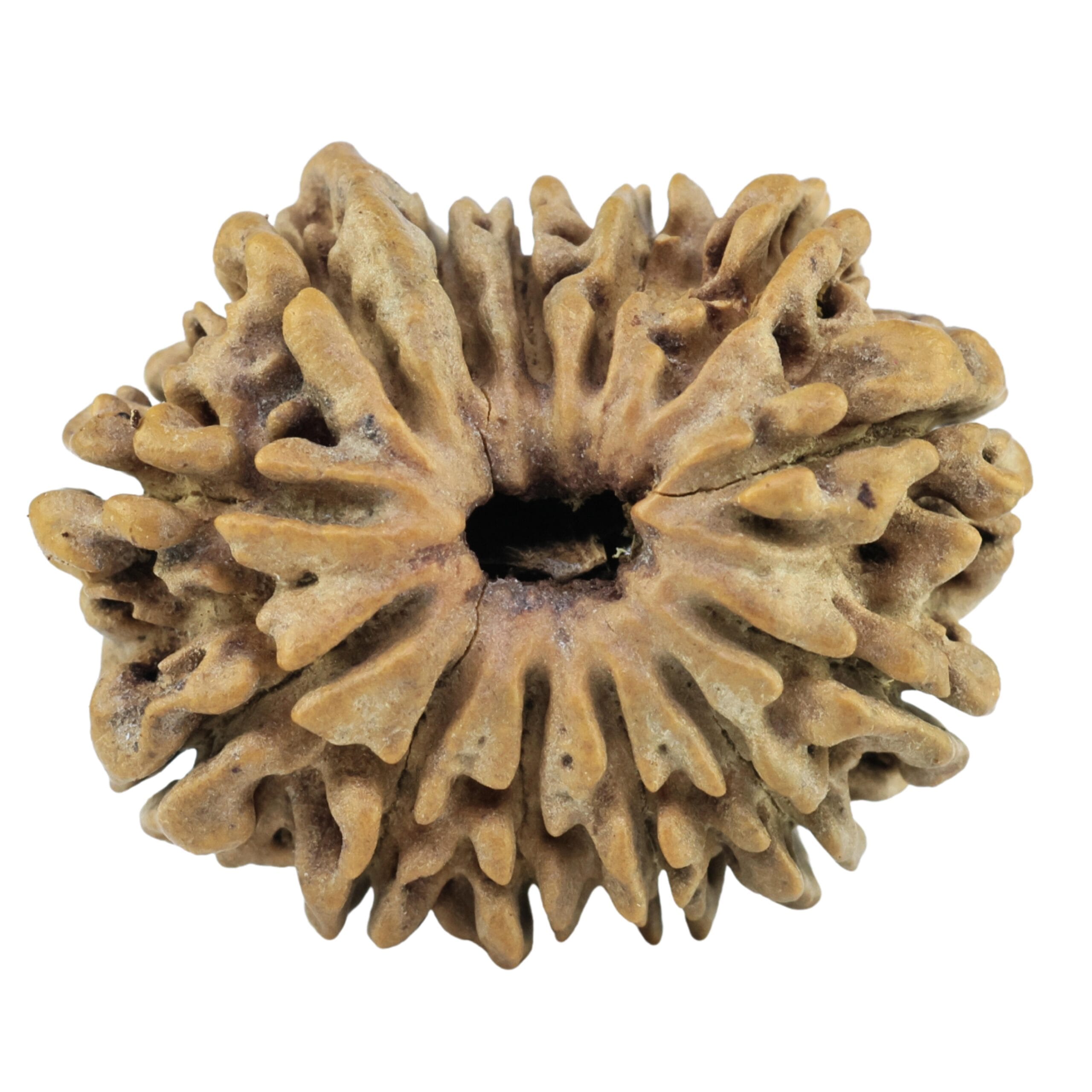 13 Mukhi Ganesh 26.7mm 3.69gm - Rudraksha