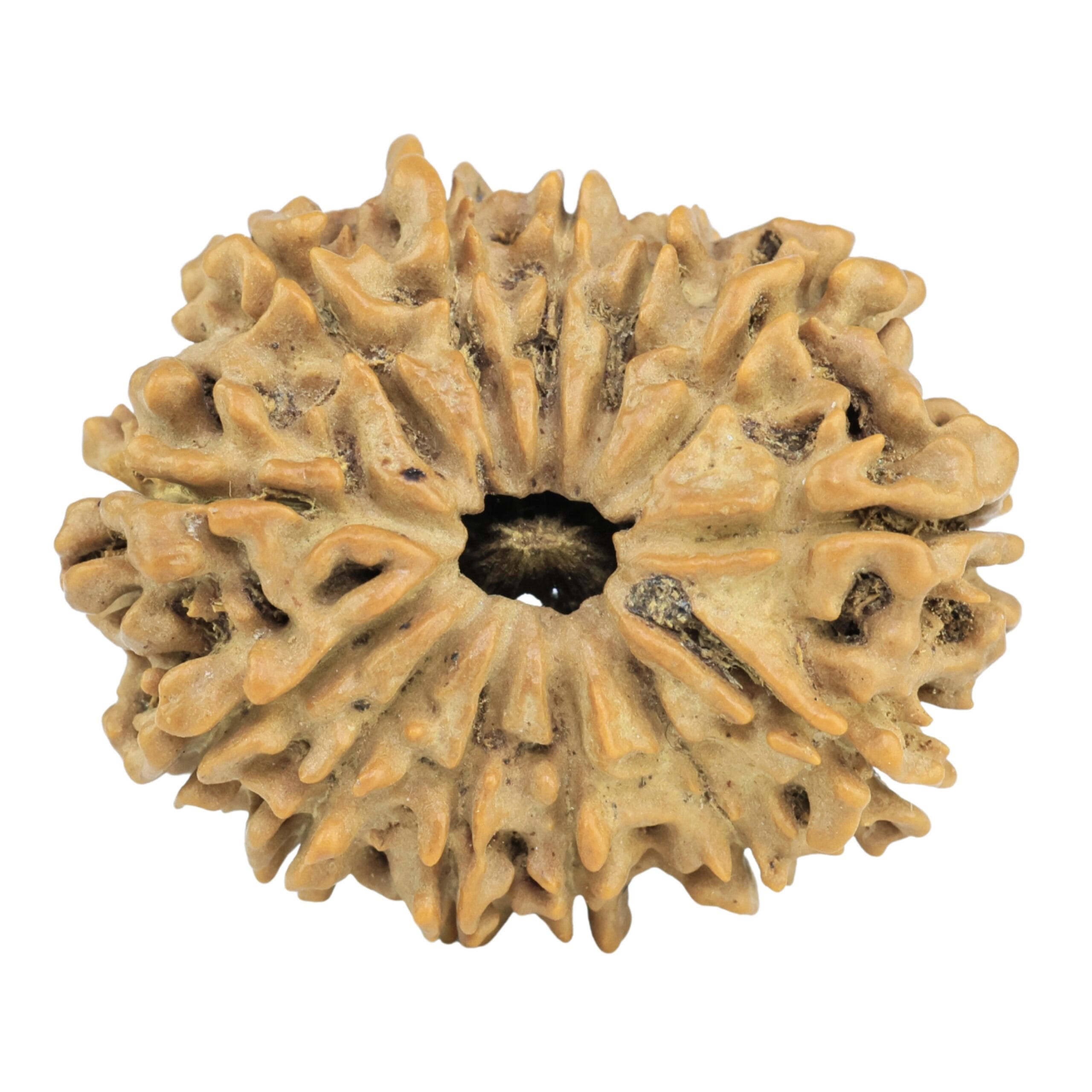 13 Mukhi Rudraksha 29mm 4.33gm - Rudraksha