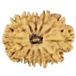 12 Mukhi Rudraksha 30.3mm 4.23gm - Rudraksha