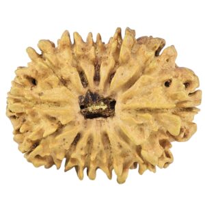 12 Mukhi Rudraksha 30.3mm 4.23gm - Rudraksha
