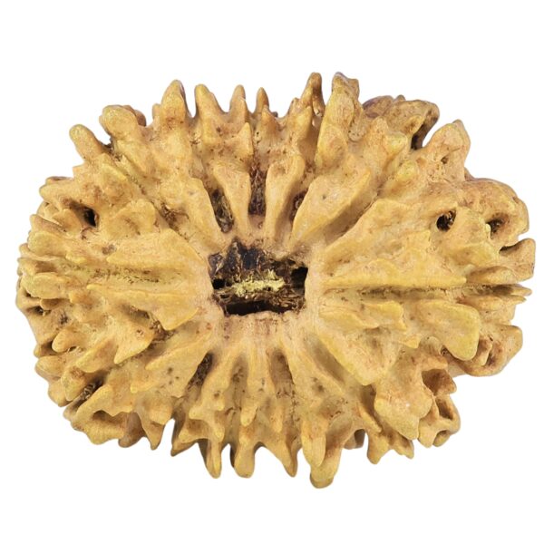 12 Mukhi Rudraksha 30.3mm 4.23gm - Rudraksha