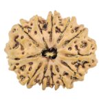 12 Mukhi Rudraksha 32.5mm 6.58gm - Rudraksha