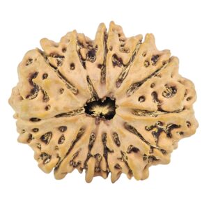 12 Mukhi Rudraksha 32.5mm 6.58gm - Rudraksha
