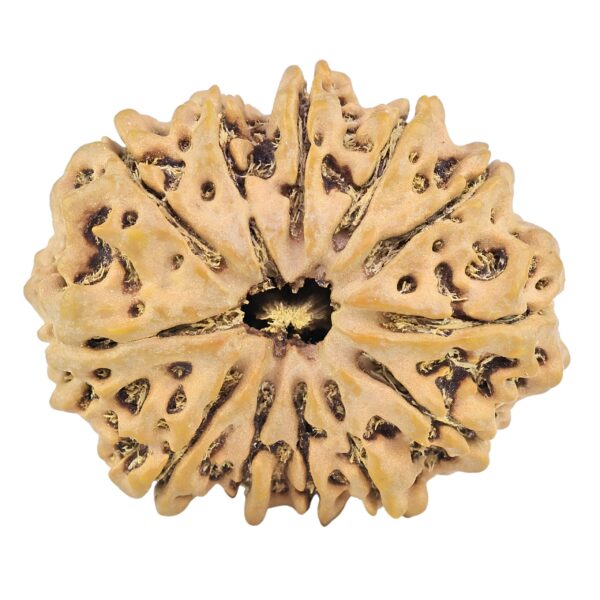 12 Mukhi Rudraksha 32.5mm 6.58gm - Rudraksha
