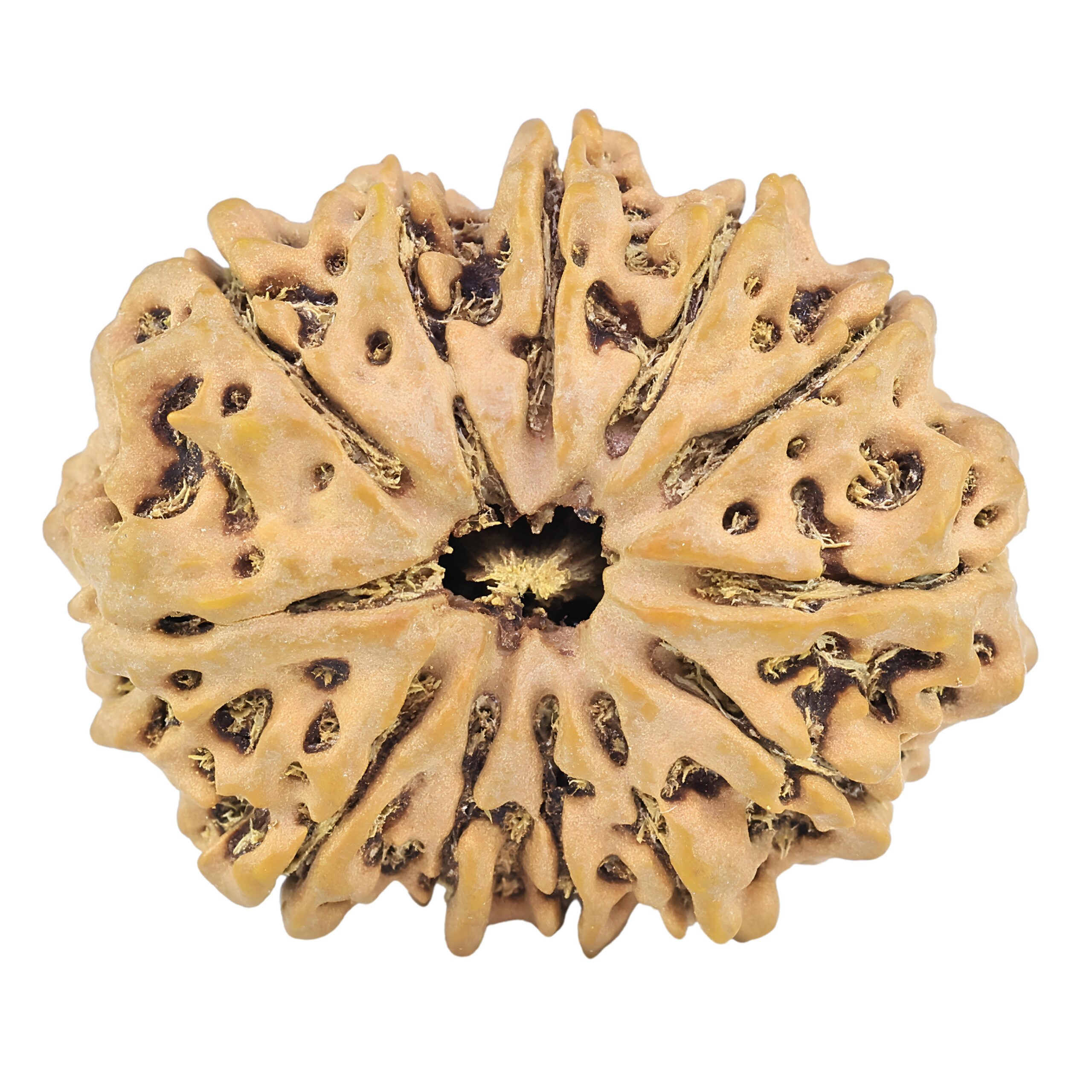 12 Mukhi Rudraksha 32.5mm 6.58gm - Rudraksha
