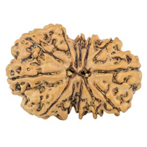13 Mukhi Gaurishankar 33.1mm 7.29gm - Rudraksha
