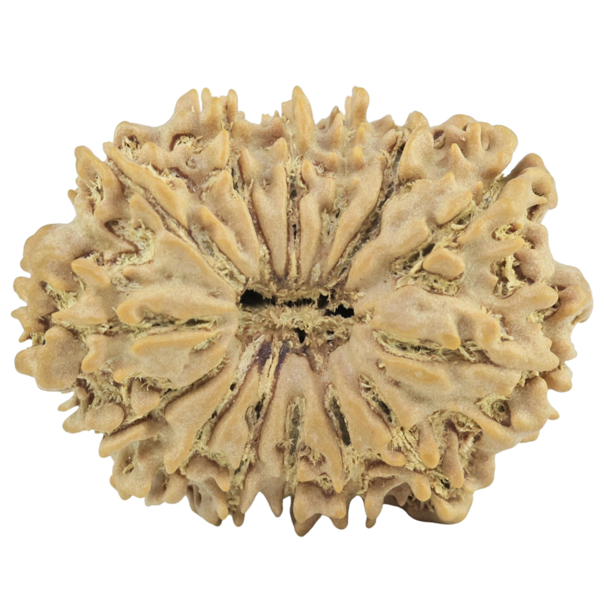 14 Mukhi Rudraksha 25.8mm 3.34gm - Rudraksha