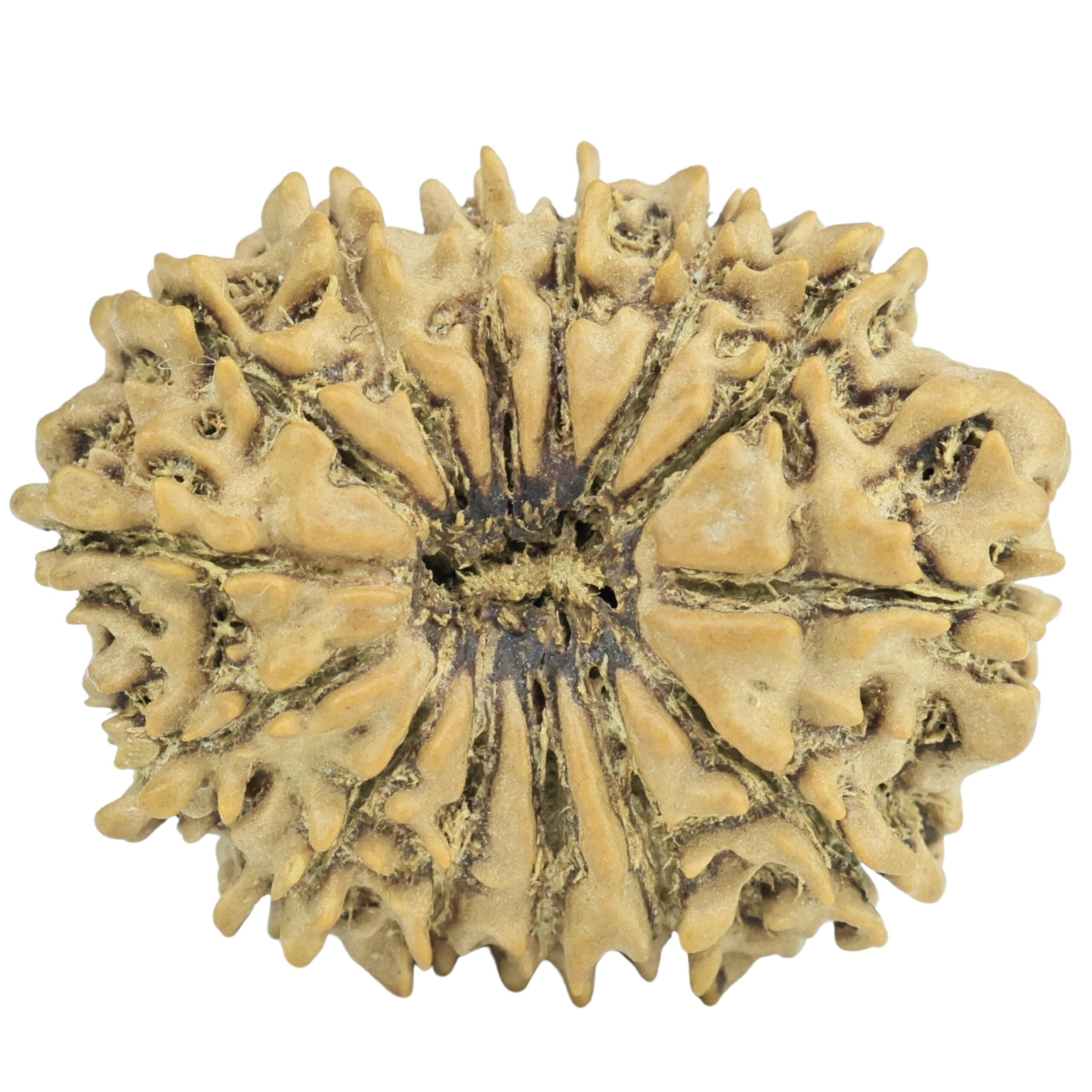 14 Mukhi Rudraksha 24.3mm 2.82gm - Rudraksha