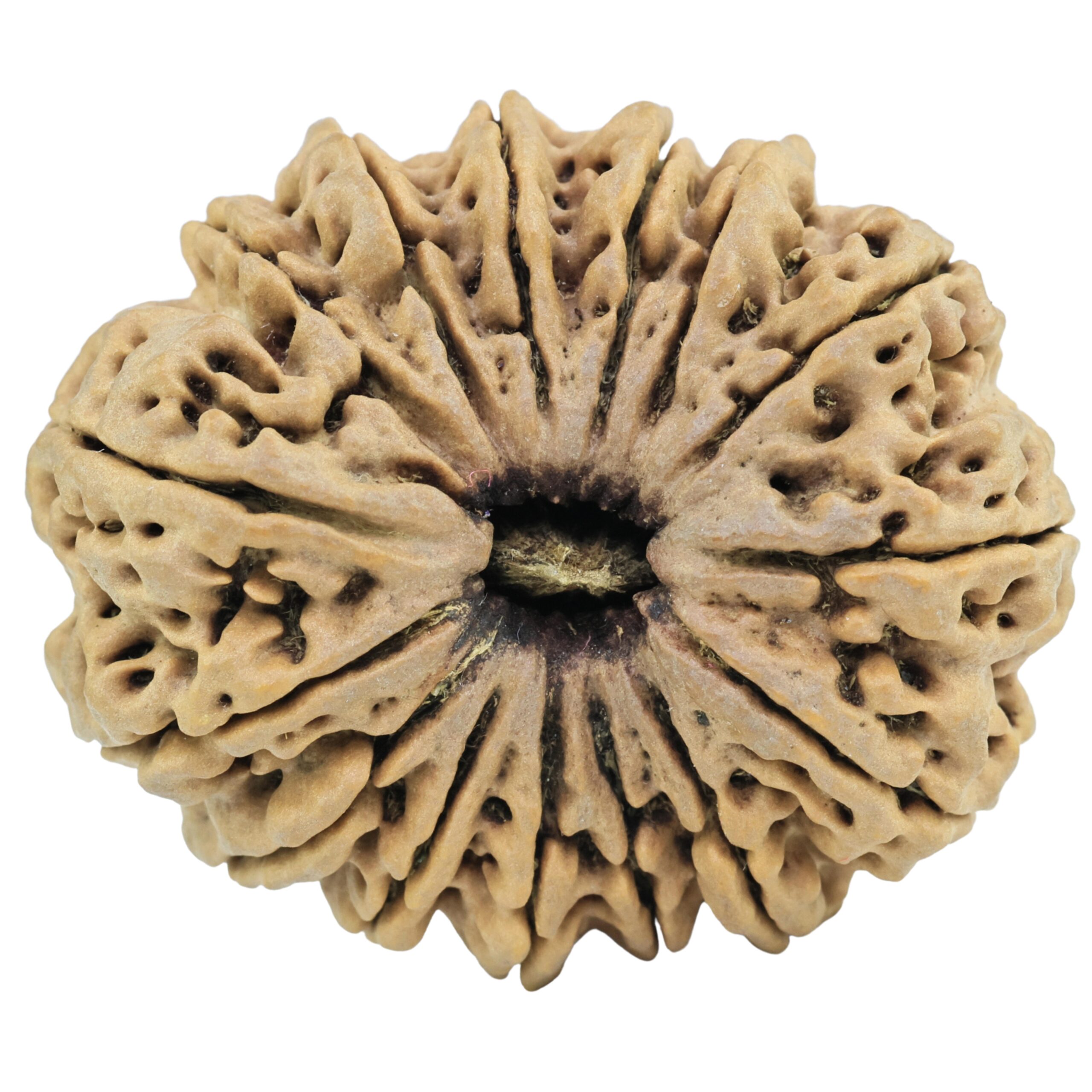 15 Mukhi Rudraksha 36.6mm 9.14gm - Rudraksha