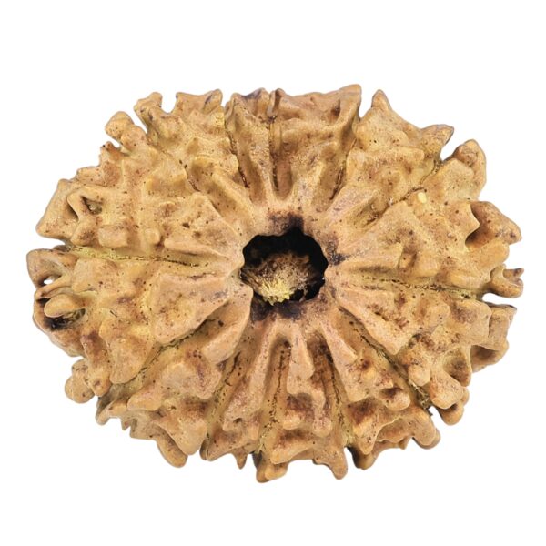 12 Mukhi Rudraksha 27.3mm 2.94gm - Rudraksha