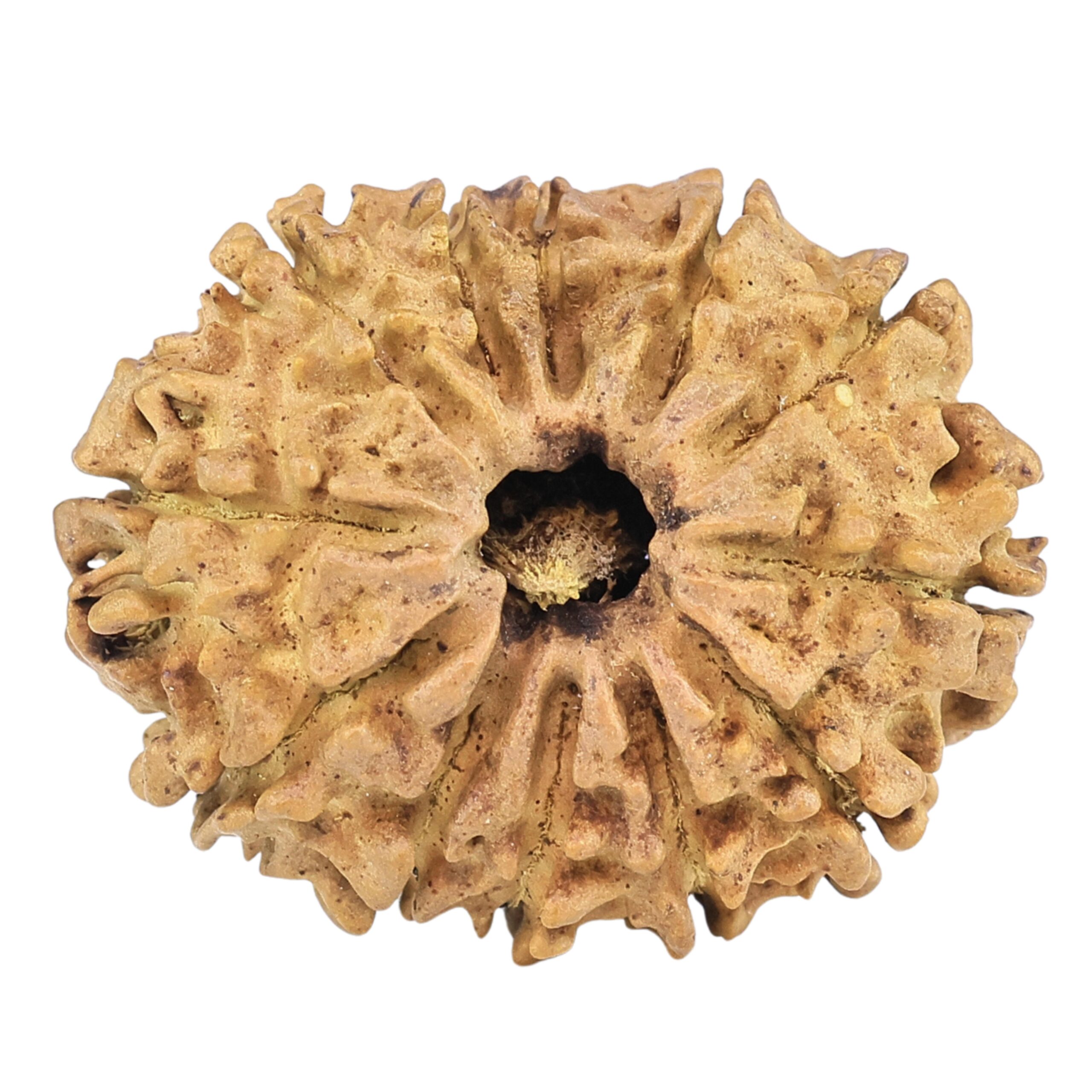 12 Mukhi Rudraksha 27.3mm 2.94gm - Rudraksha