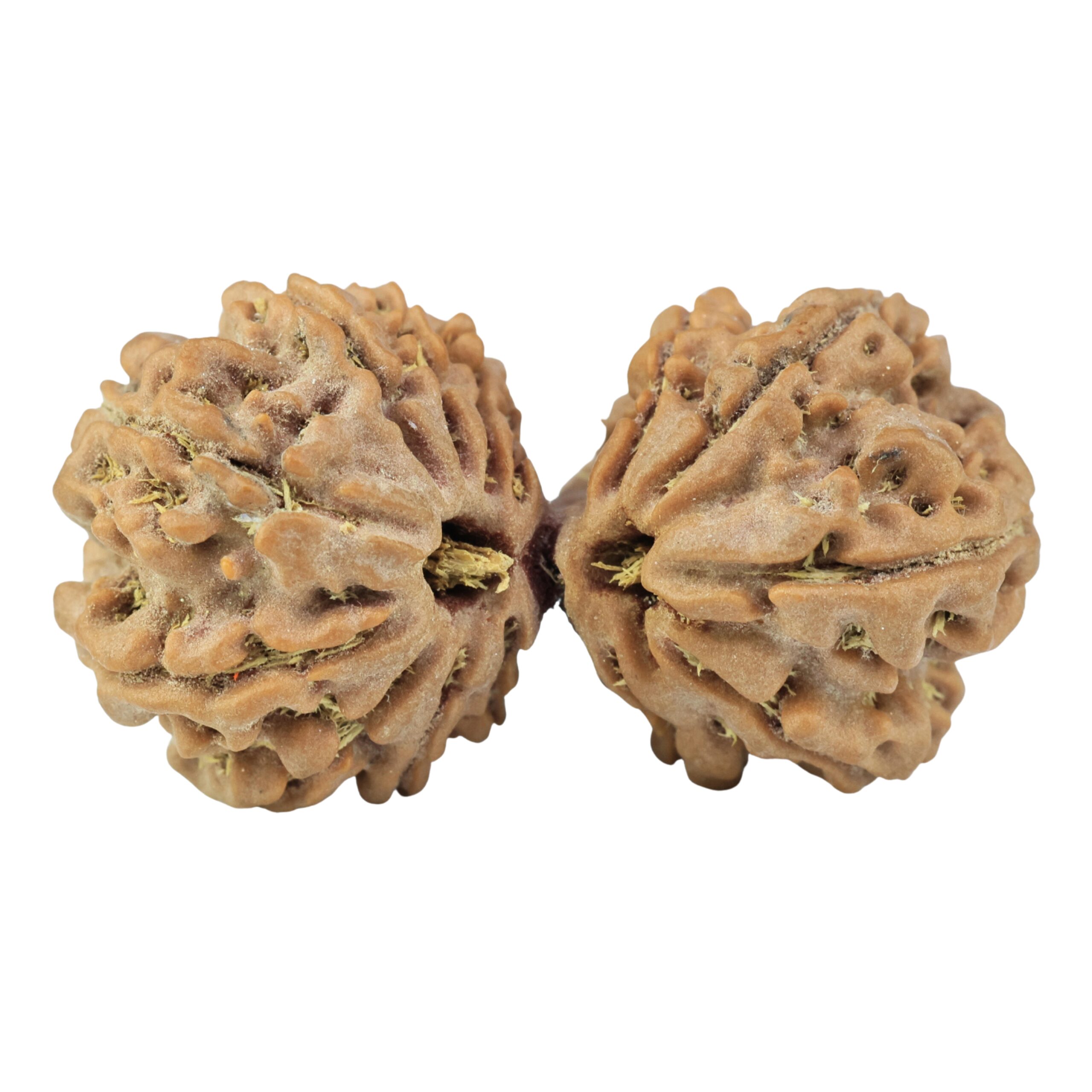 14 Mukhi Gaurishankar 34.7mm 5.19gm - Rudraksha