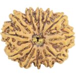 12 Mukhi Rudraksha 31.3mm 7gm - Rudraksha