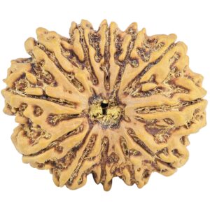 12 Mukhi Rudraksha 31.3mm 7gm - Rudraksha