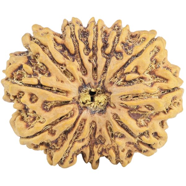 12 Mukhi Rudraksha 31.3mm 7gm - Rudraksha