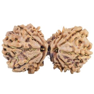 13 Mukhi Gaurishankar 33mm 4.56gm - Rudraksha