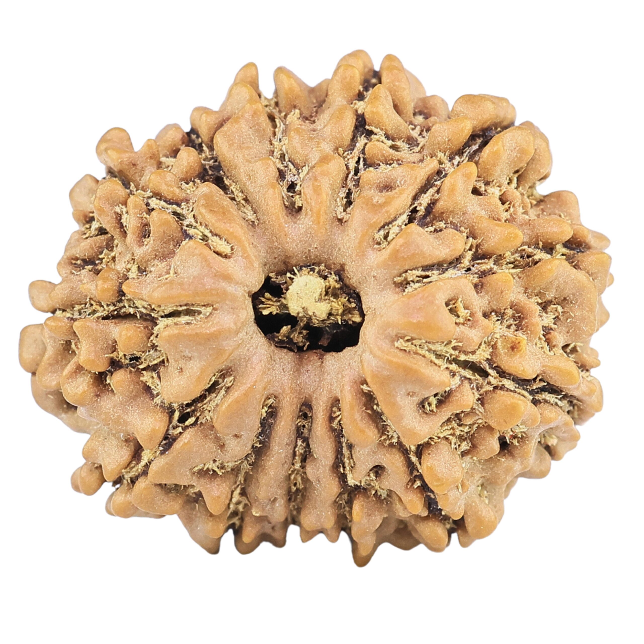 13 Mukhi Rudraksha 22mm 2.85gm - Rudraksha