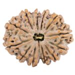 12 Mukhi Rudraksha 31.3mm 5.64gm - Rudraksha