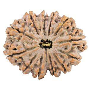 12 Mukhi Rudraksha 31.3mm 5.64gm - Rudraksha