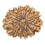13 Mukhi Rudraksha 31.2mm 5.02gm - Rudraksha