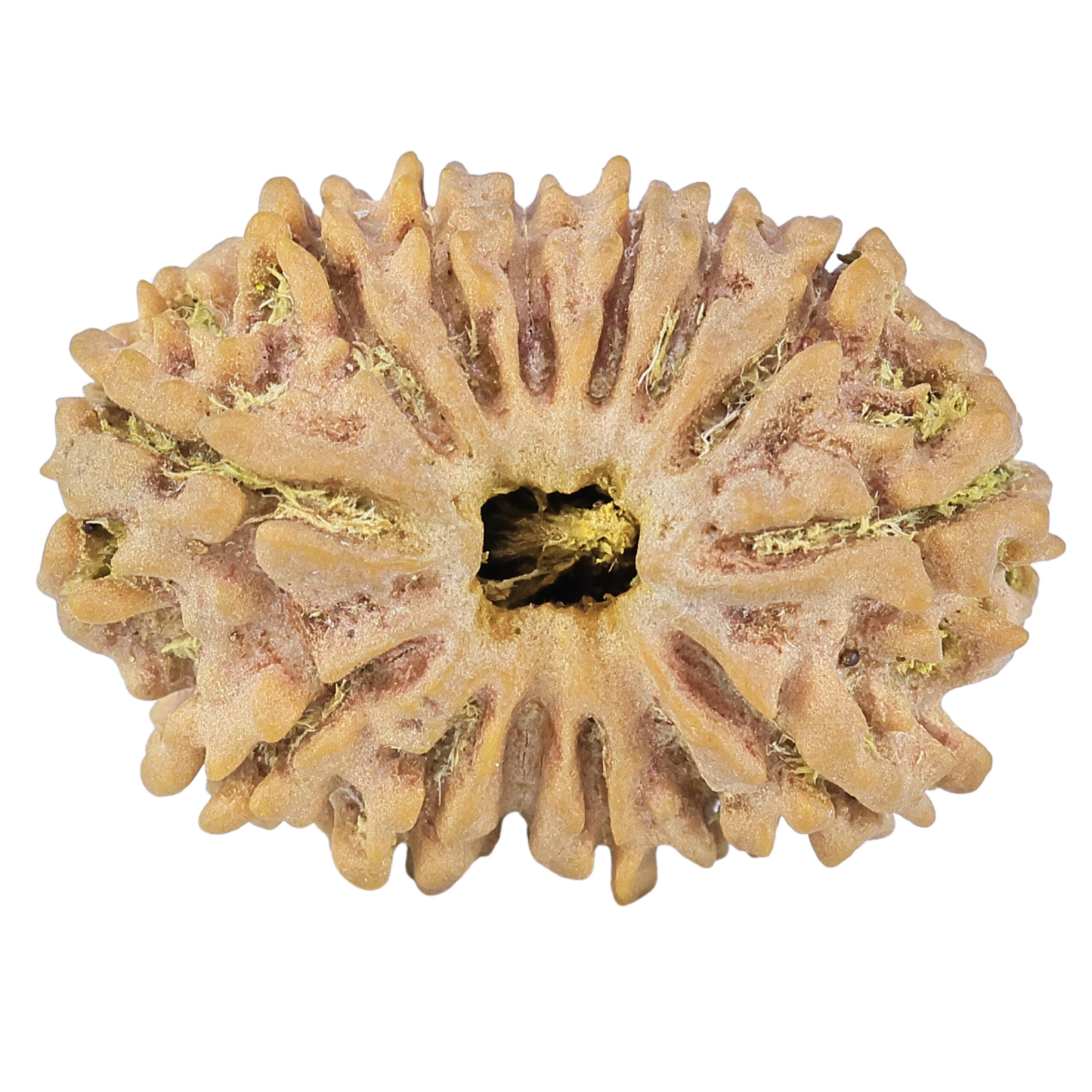 14 Mukhi Rudraksha 27.3mm 3.9gm - Rudraksha