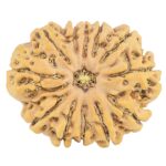 12 Mukhi Rudraksha 32.1mm 7.23gm - Rudraksha