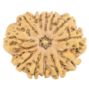 12 Mukhi Rudraksha 32.1mm 7.23gm - Rudraksha