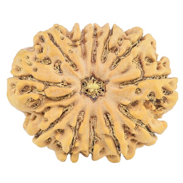 12 Mukhi Rudraksha 32.1mm 7.23gm - Rudraksha