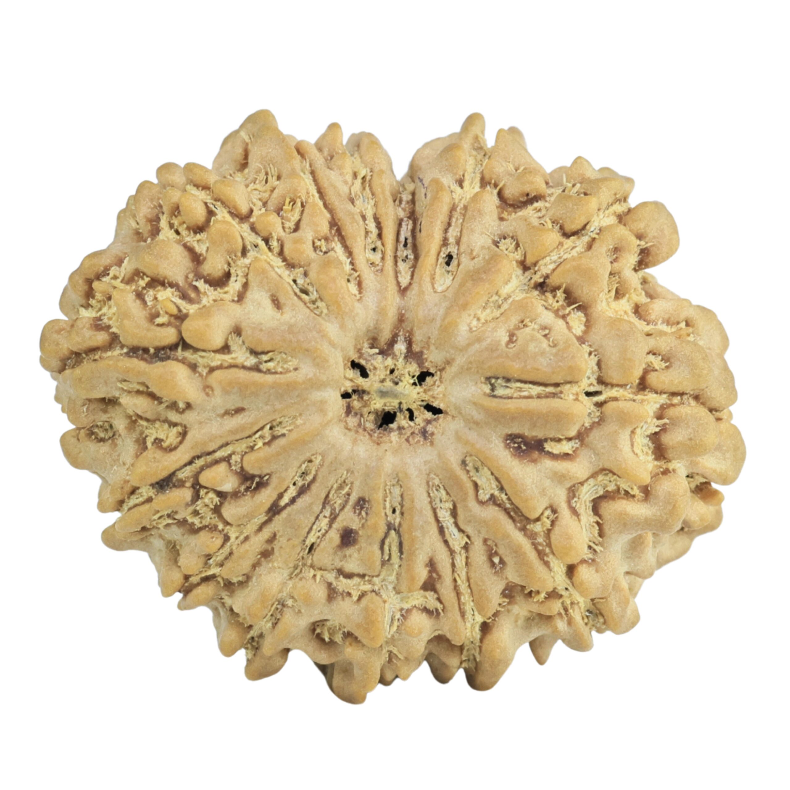 14 Mukhi Rudraksha 26.9mm 4.23gm - Rudraksha