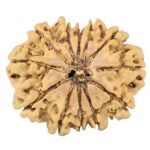 12 Mukhi Rudraksha 27.3mm 3.88gm - Rudraksha