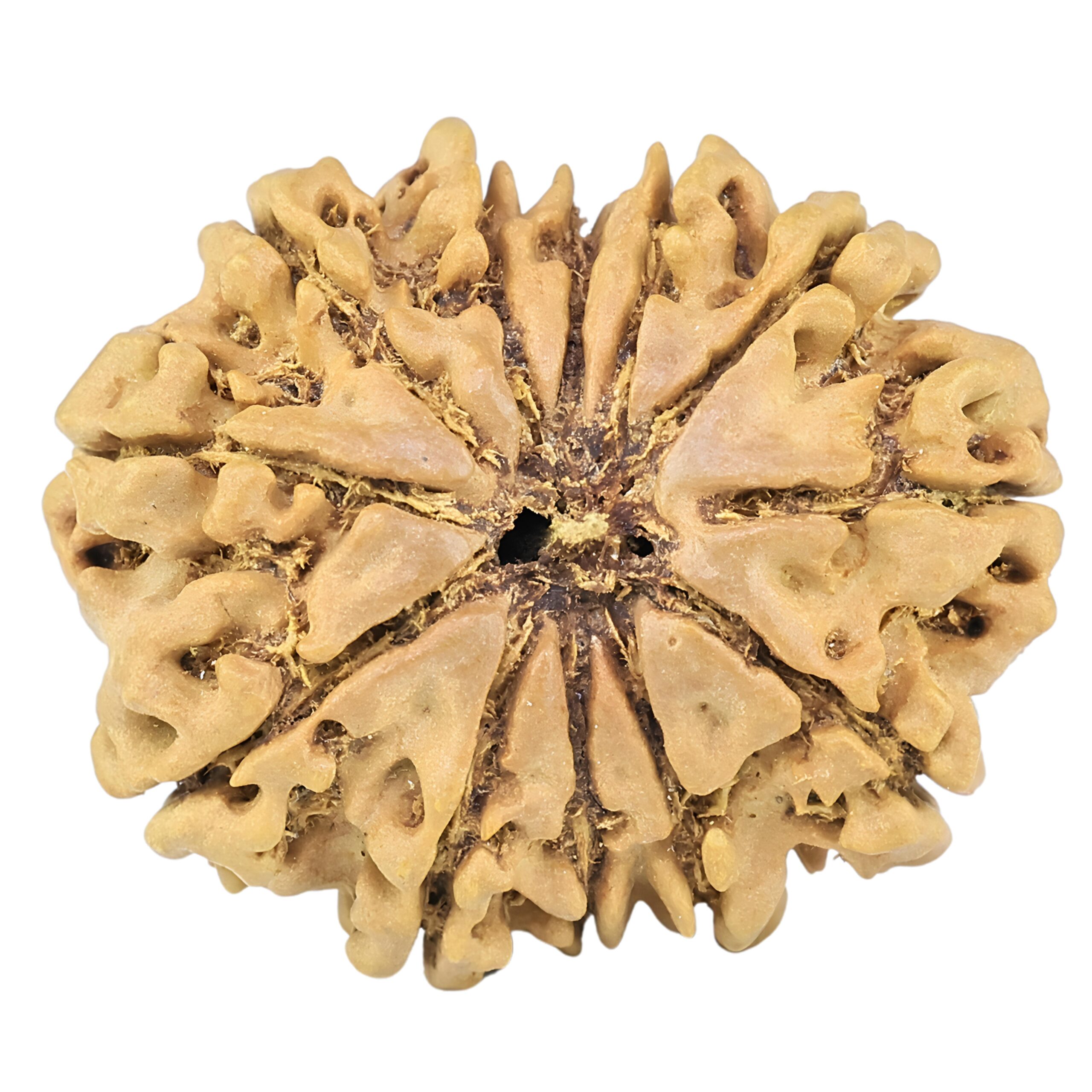 12 Mukhi Rudraksha 27.3mm 3.88gm - Rudraksha