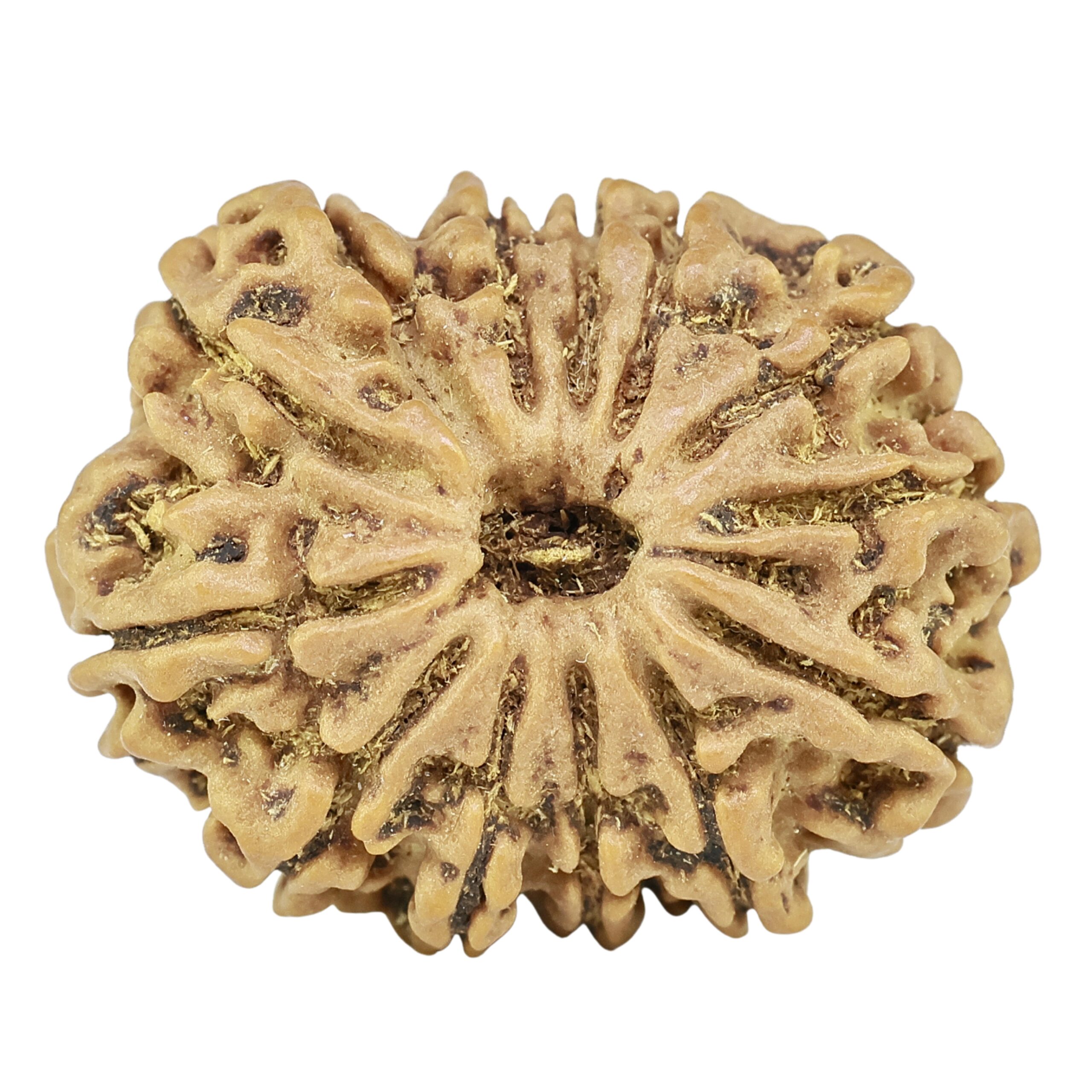 13 Mukhi Rudraksha 25.3mm 3.74gm - Rudraksha