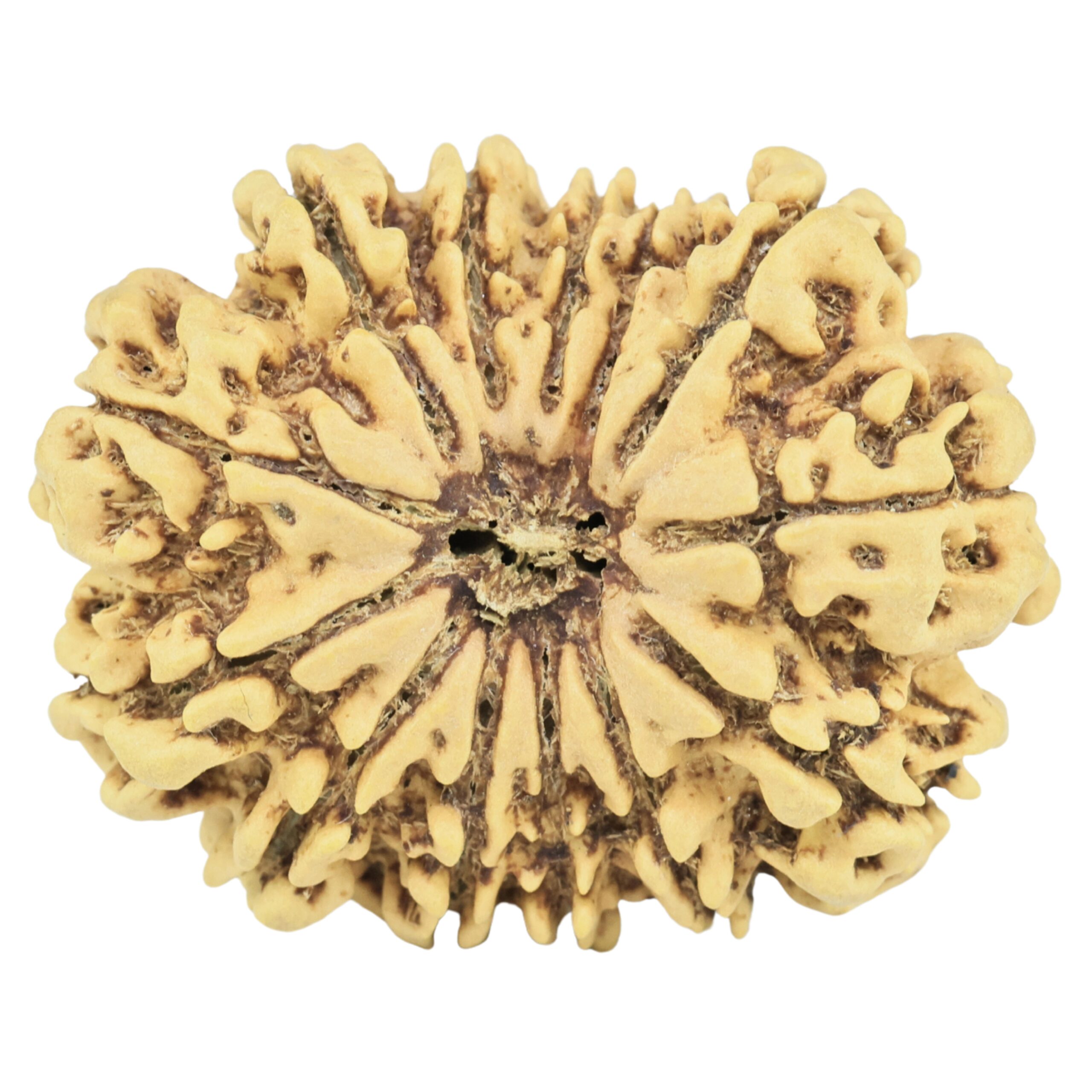 13 Mukhi Rudraksha 28.4mm 4.16gm - Rudraksha