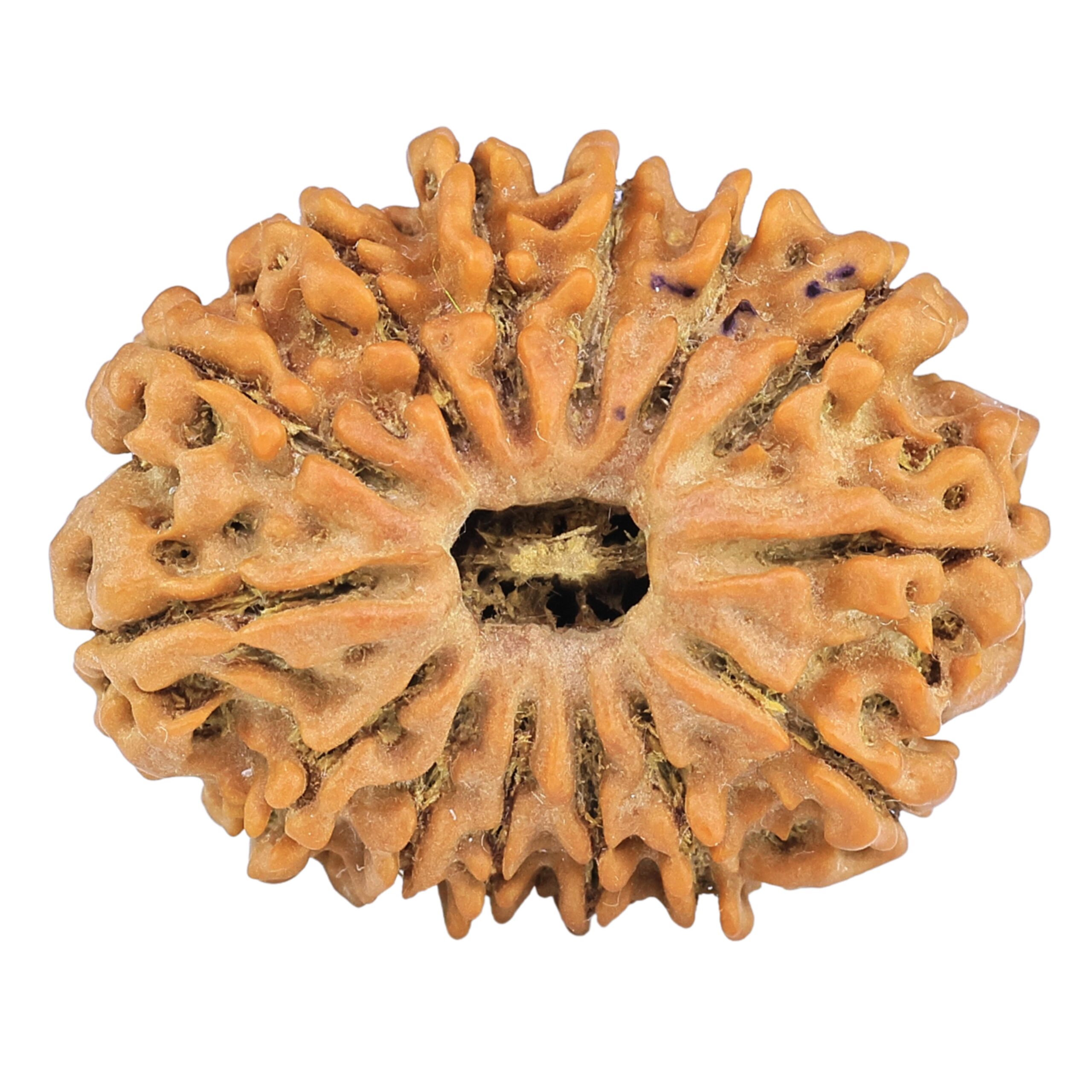 14 Mukhi Rudraksha 27.2mm 4.17gm - Rudraksha