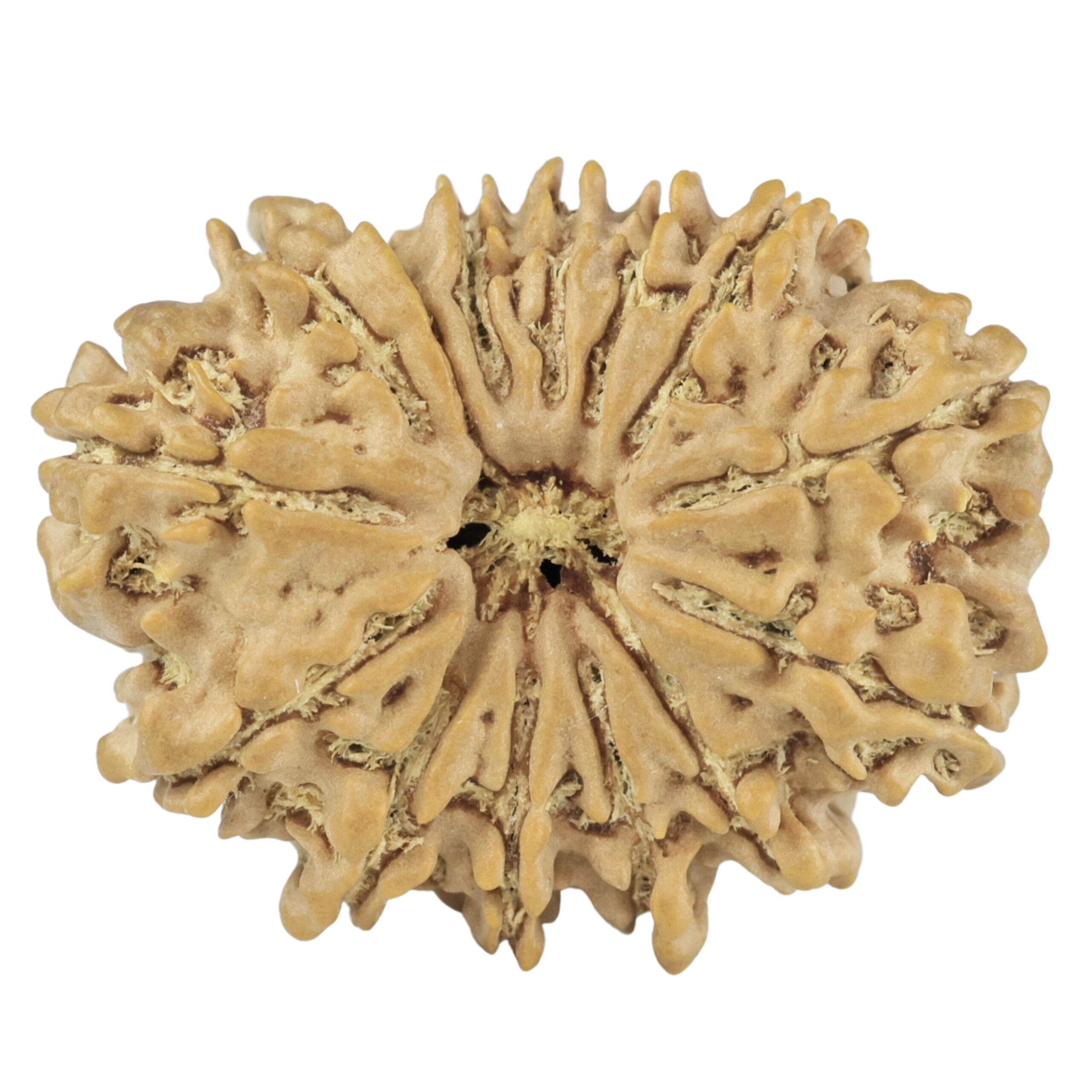 14 Mukhi Rudraksha 26.4mm 3.55gm - Rudraksha