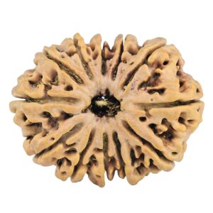 12 Mukhi Rudraksha 33.7mm 7.07gm - Rudraksha