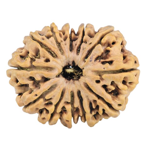 12 Mukhi Rudraksha 33.7mm 7.07gm - Rudraksha