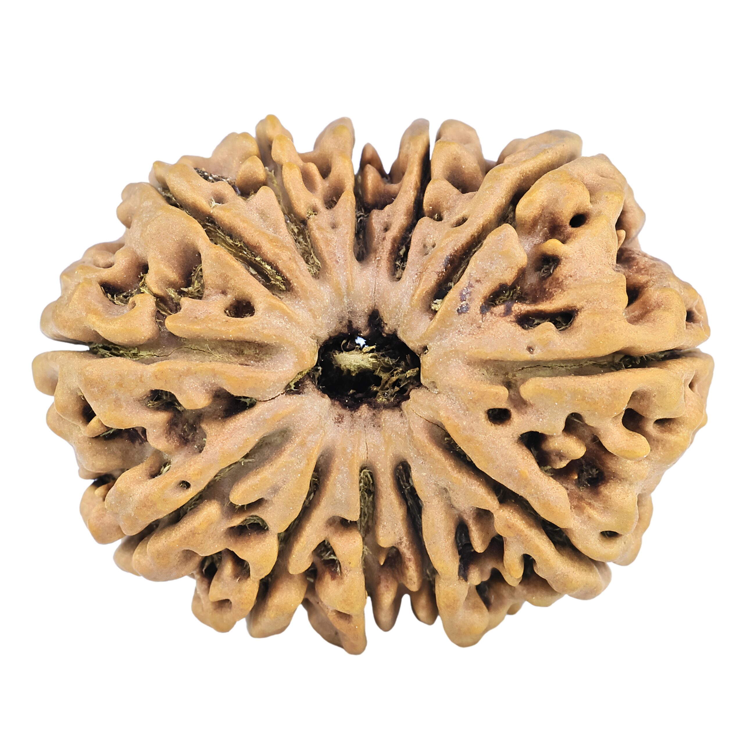 12 Mukhi Rudraksha 33.7mm 7.07gm - Rudraksha