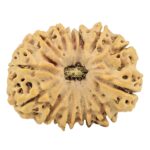 13 Mukhi Rudraksha 31.6mm 6.61gm - Rudraksha