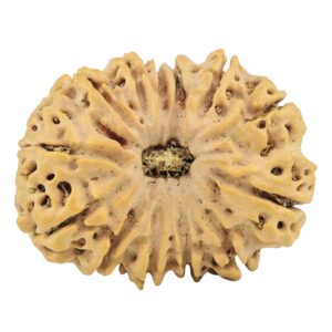 13 Mukhi Rudraksha 31.6mm 6.61gm - Rudraksha