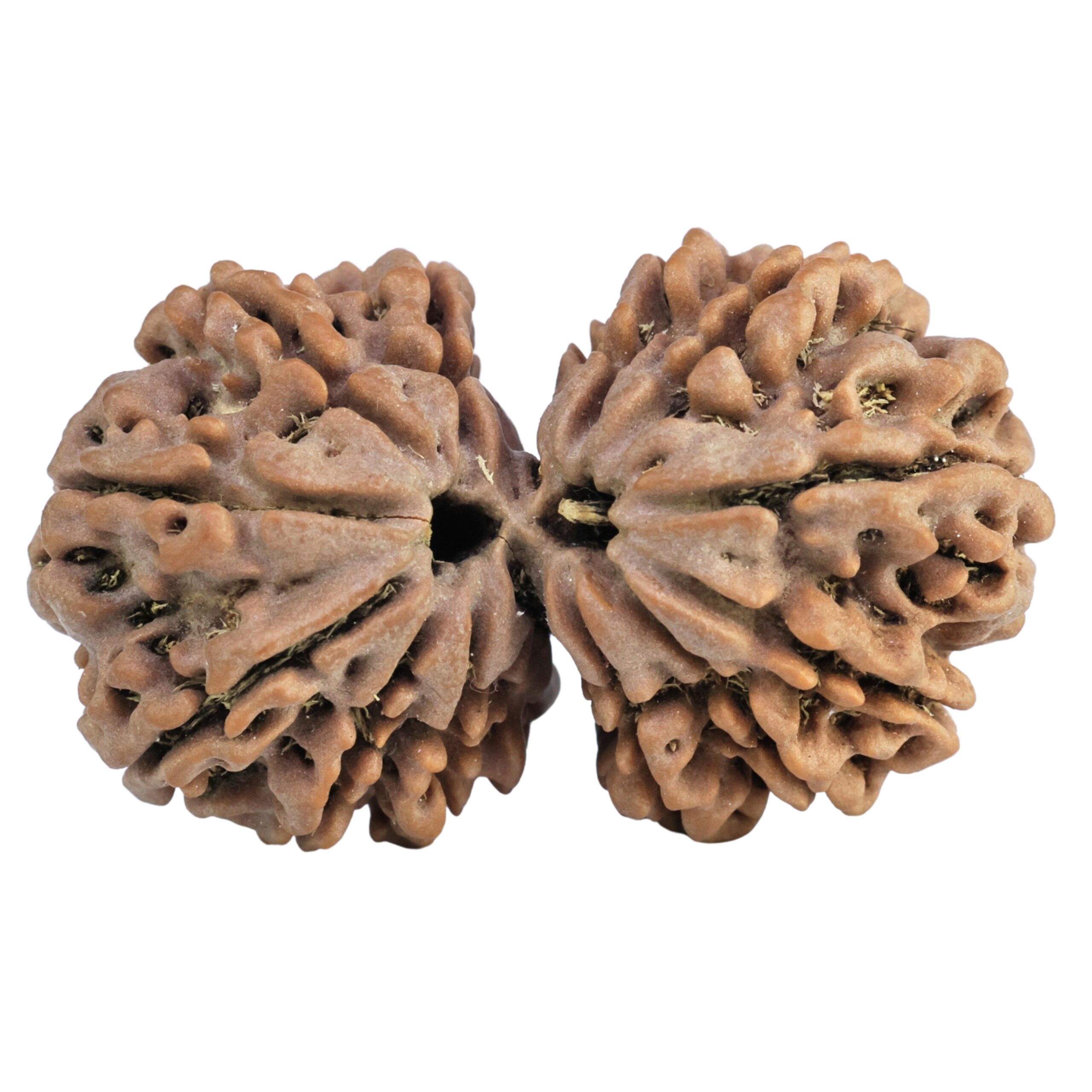 14 Mukhi Gaurishankar 36.4mm 7.63gm - Rudraksha